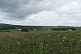Первоцвет